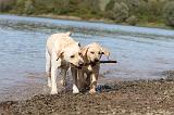 LABRADOR 206